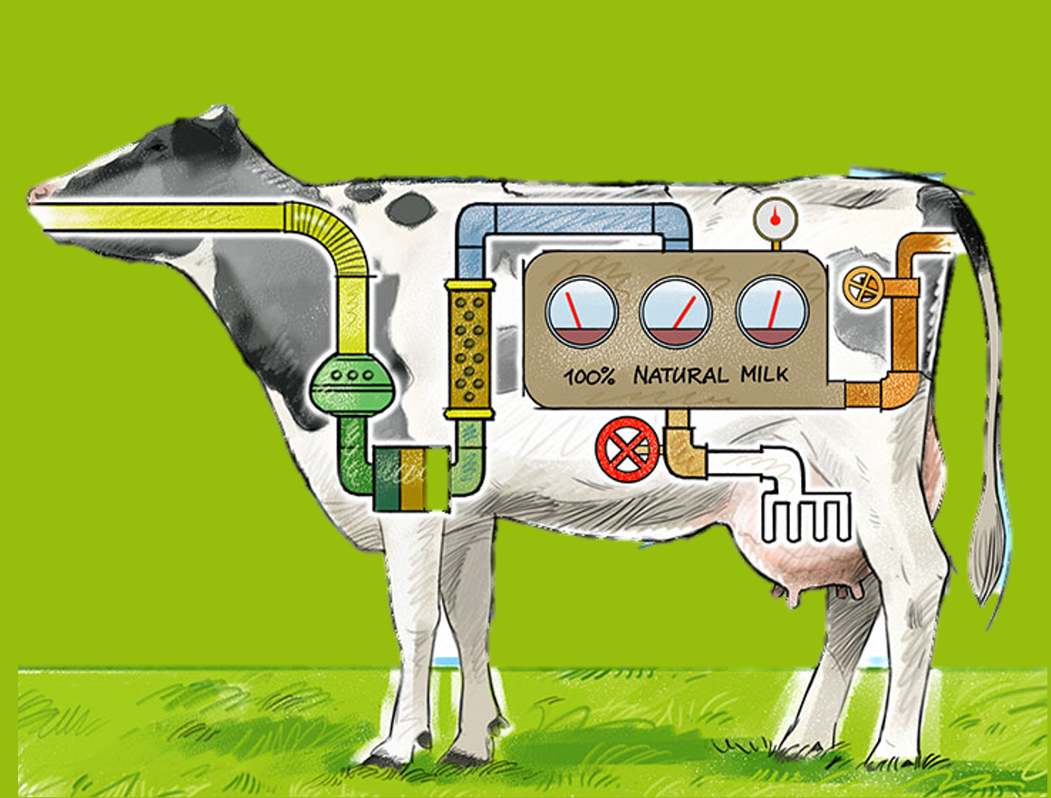 cows produce milk