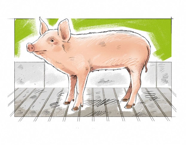 clipart get well piggies